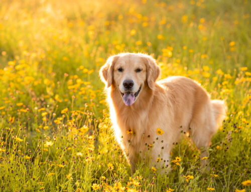 Milben beim Hund