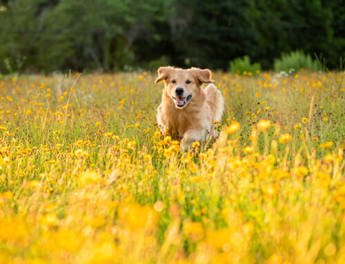 Kollagen für Hunde