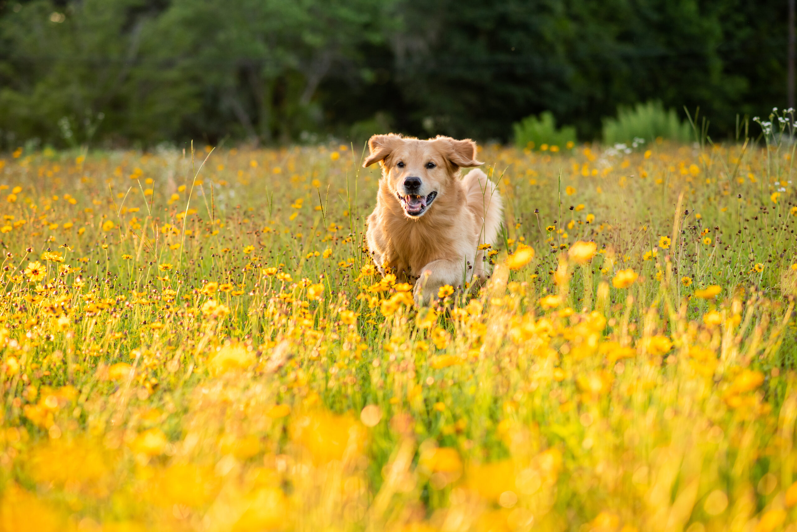 Kollagen für den Hund - Wirkung und Dosierung