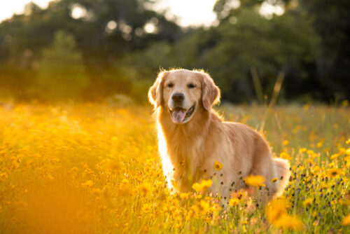 Kollagen für Hunde